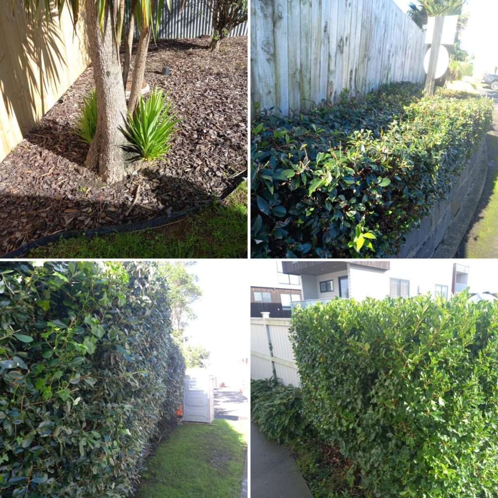 stump grinding auckland